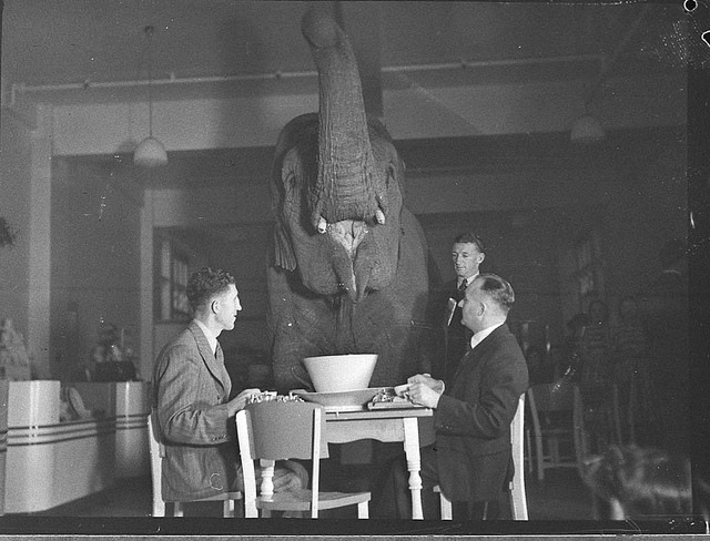 A vintage photo showing two men having tea with an elephant