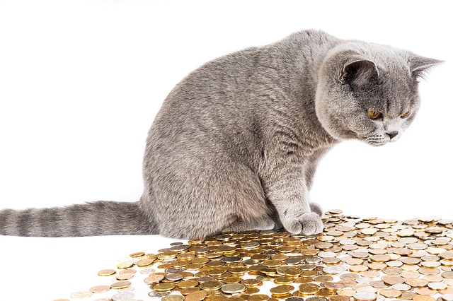 Image of a cat looking at a pile of coins for the blog post, How to Finance a Self-Publishing Endeavor.